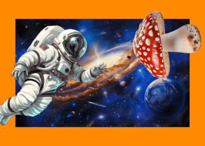 Psilocybin Citadel 
